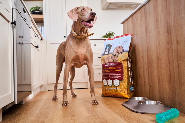 Happy dog standing next to Romeo dry dog food