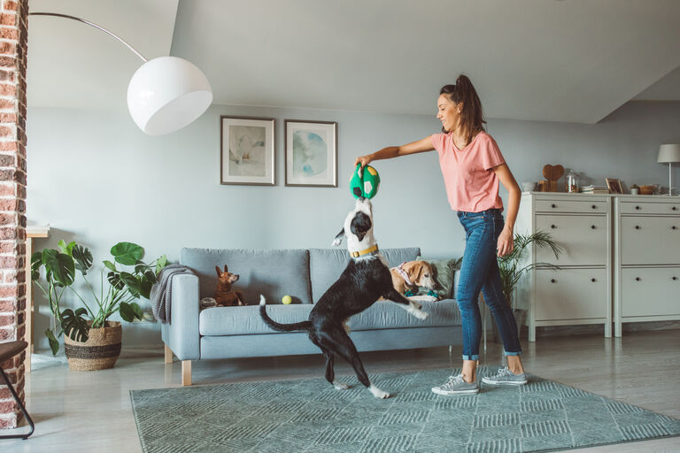Image of dog and owner playing with ball