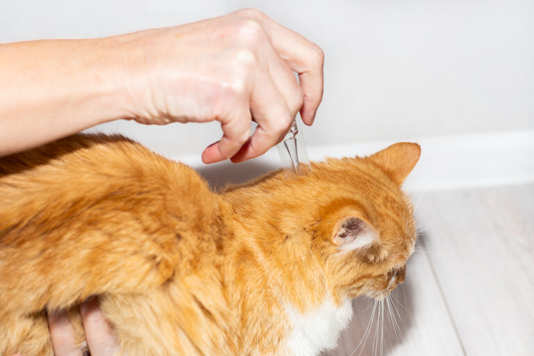 Cat getting flea and tick treatment applied to neck