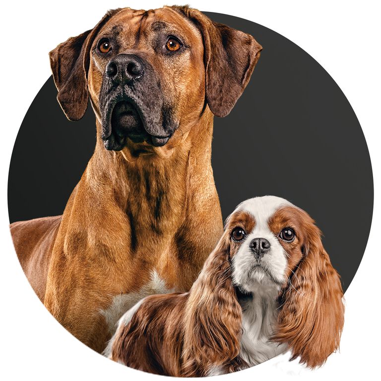 Toy, Small & Large Breed