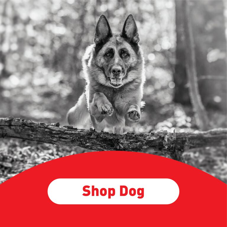 Shop Dog