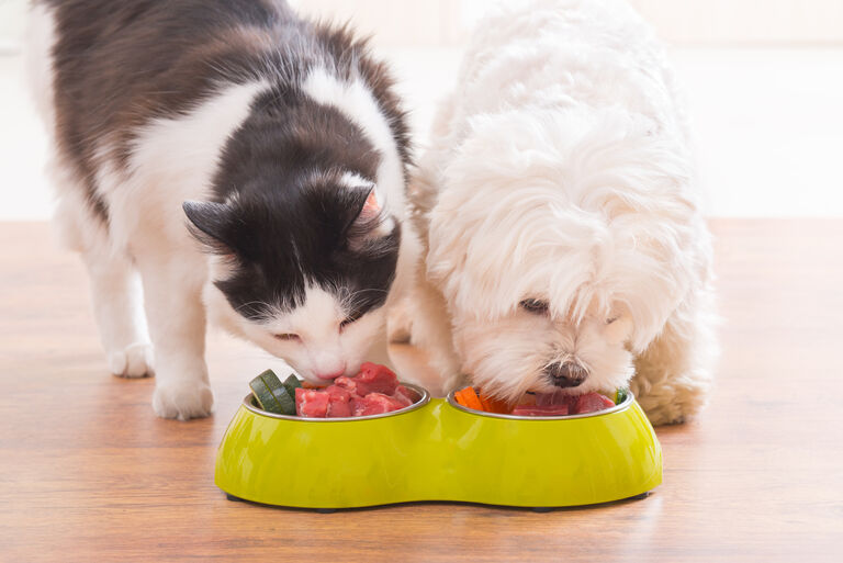 Image of a cat and a dog eating a balanced meal