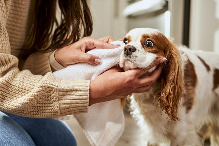 Dog being assessed by owner
