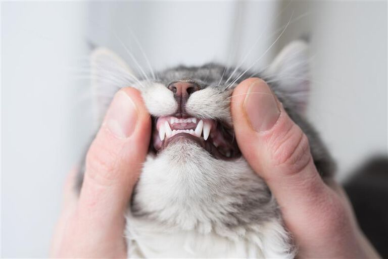 Cat with their teeth showing