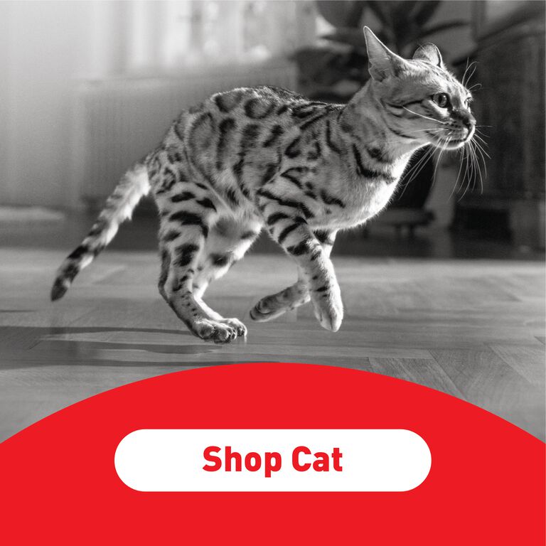 Shop Cat