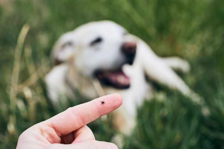 Image of tick on pet owners finger