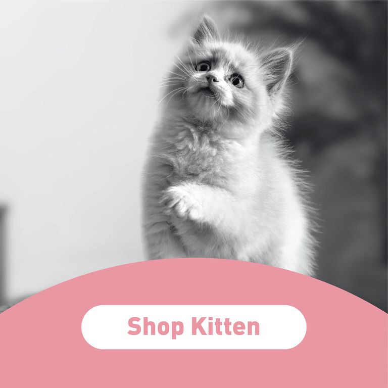 Shop Kitten