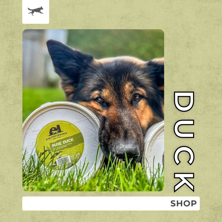 Shop Duck