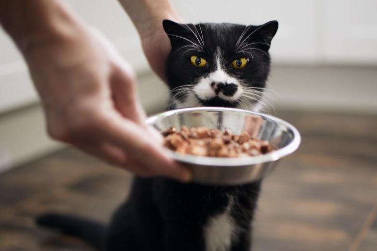 Cat being served bowl of food