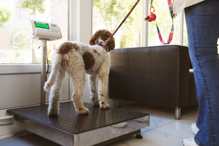Image of dog being weighed on floor scale