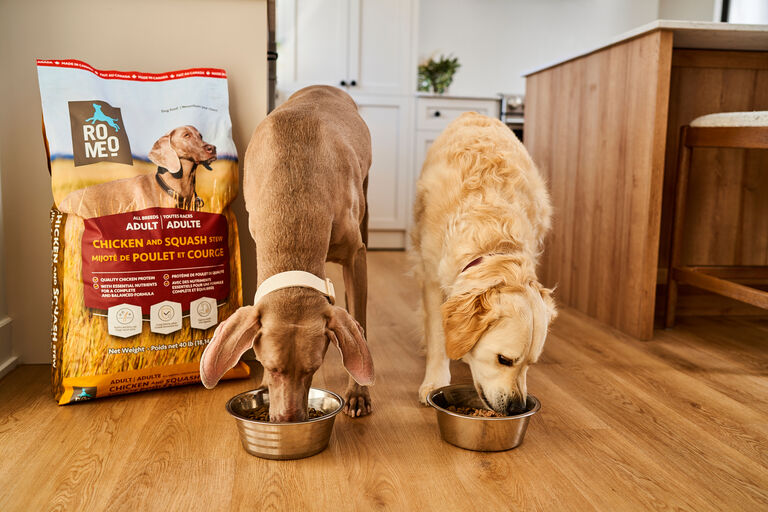 Two dogs eating Romeo dry dog food