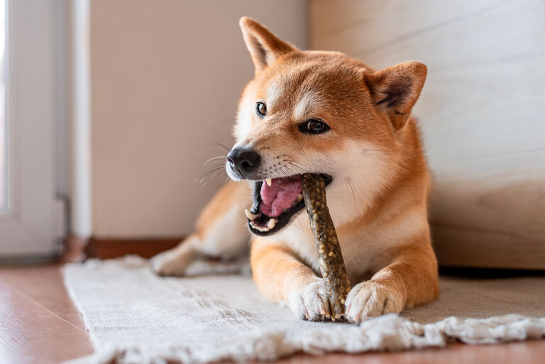Dog chewing on a treat