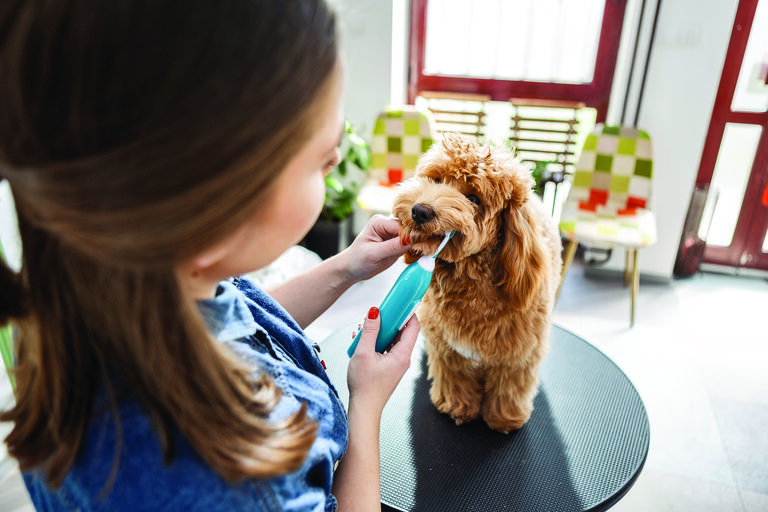 Dog having their teeth clean at the vet