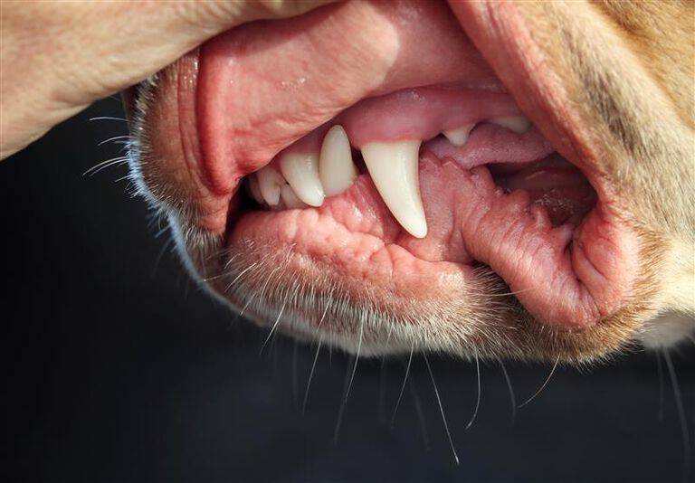Dog with their teeth showing