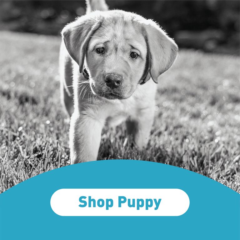Shop Puppy
