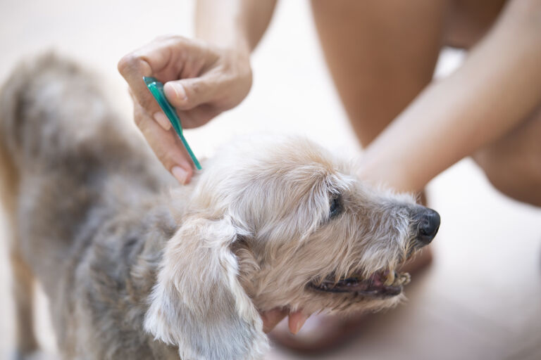Dog having tick removed from neck