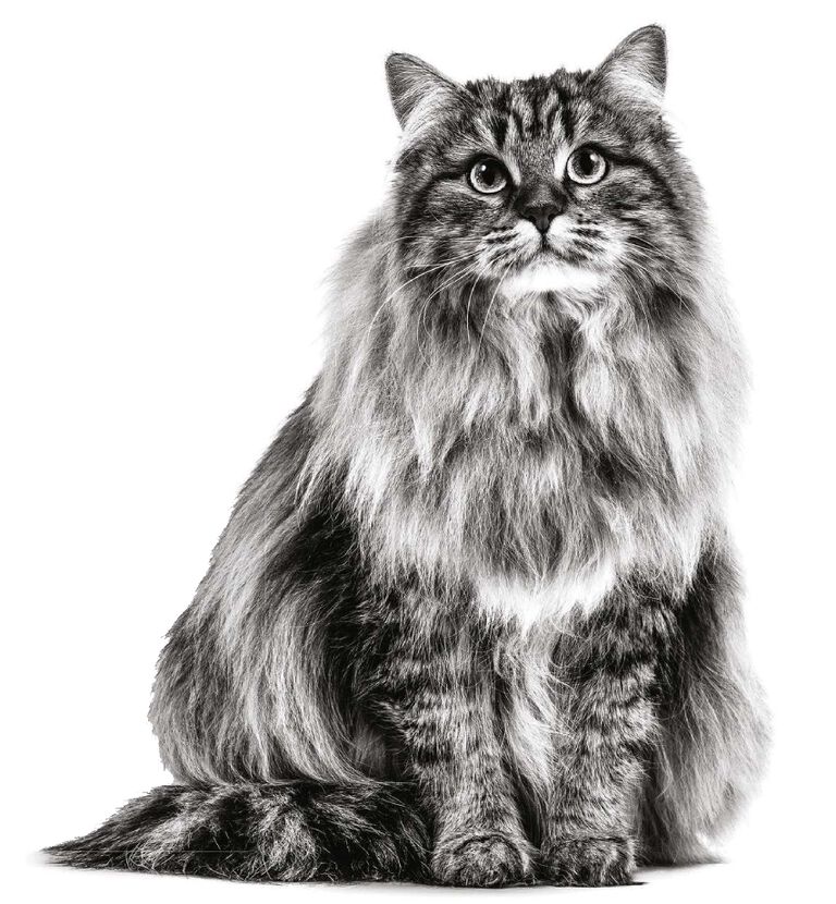 Image without a name