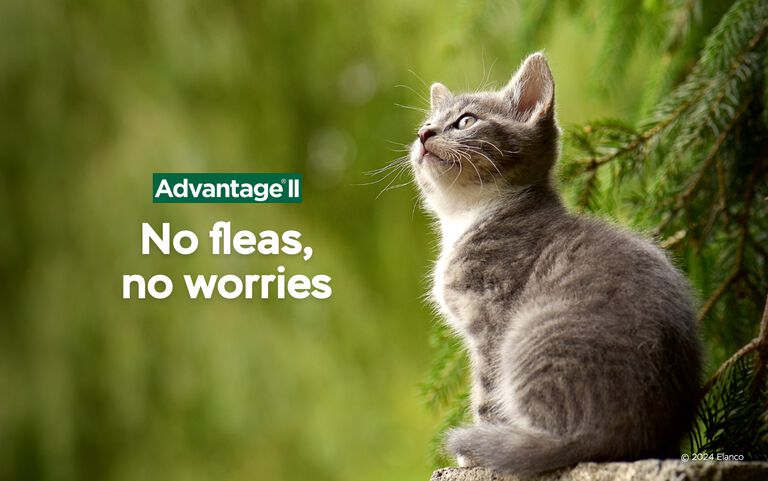 Advantage II - No Fleas, No Worries