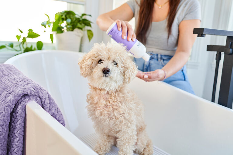 Fluffy white dog in the bath tub being washed with Tux shampoo