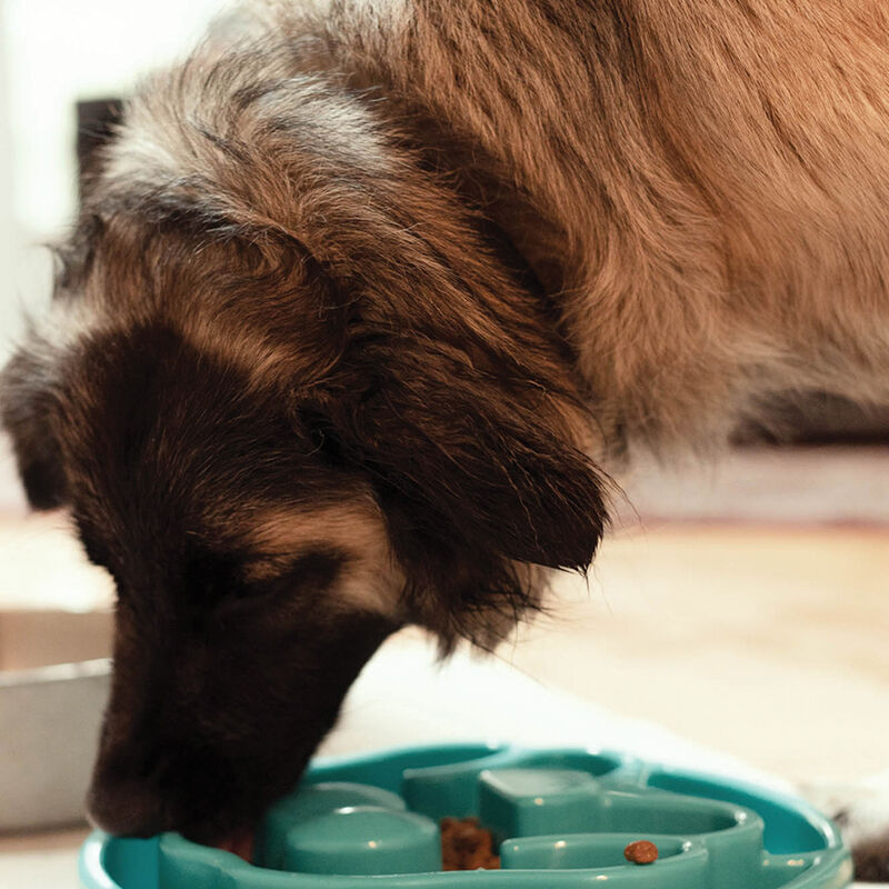 BeOneBreed, Slow Feeder - Turquoise - Large - Dog Auto Feeder image number null