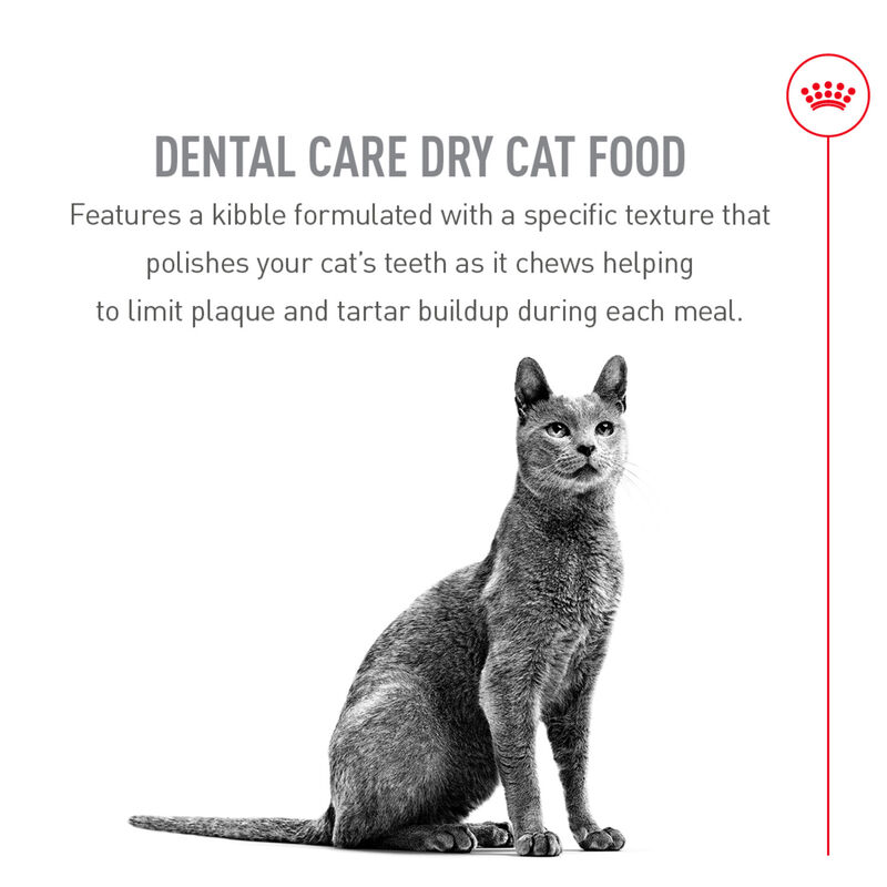Royal Canin, Feline Care Nutrition - Dental Care - Dry Cat Food image number null
