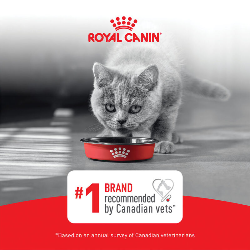 Royal Canin, Feline Health Nutrition - Kitten - 85 g x 12 pk - Wet Cat Food image number null