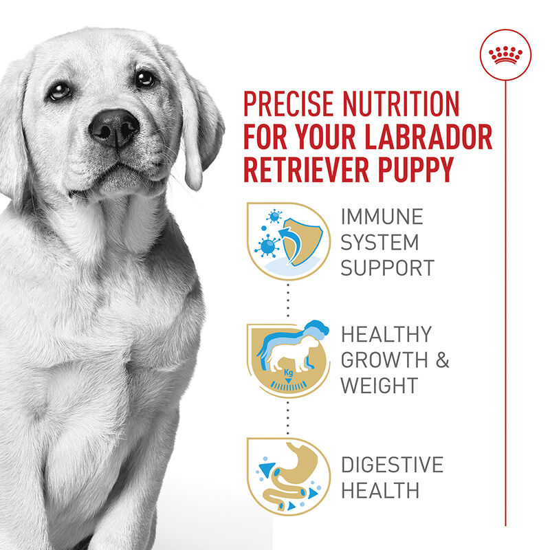 Royal Canin, Puppy - Breed Health Nutrition - Labrador Retriever image number null
