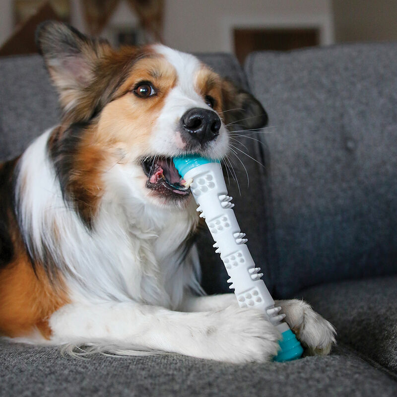 Messy Mutts, Totally Pooched Chew n' Squeak Rubber Stick - Grey/Teal - 12" image number null