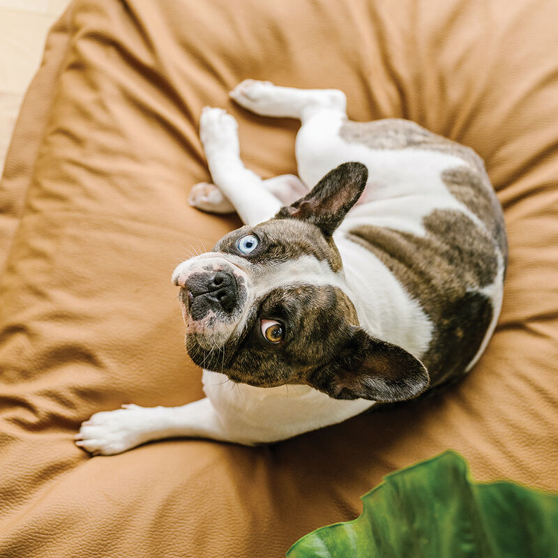 BeOneBreed, Cloud Pillow - Beige Faux Leather image number null