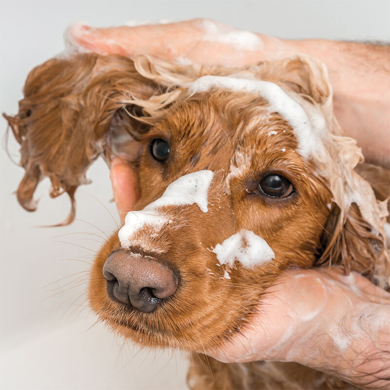 Pure and Natural Pet, Fragrance Free Hypoallergenic Organic Shampoo - 16 oz image number null