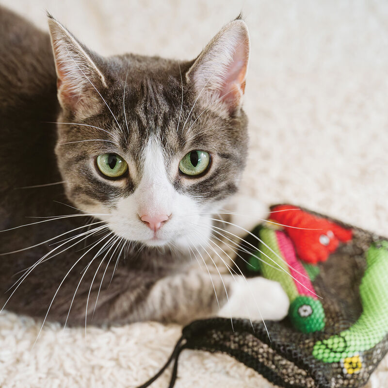 BeOneBreed, Cat Teaser Lures - Curious Bundle image number null