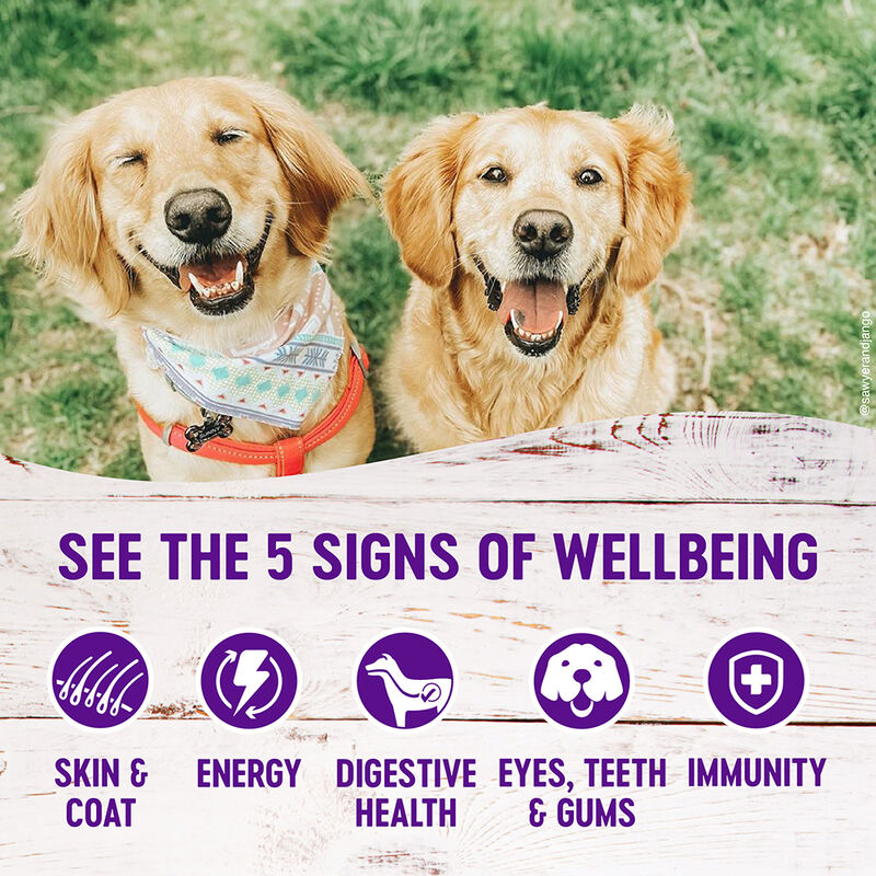 Wellness, Canned Dog Food, Complete Health, Turkey & Sweet Potato - Wet Dog Food image number null