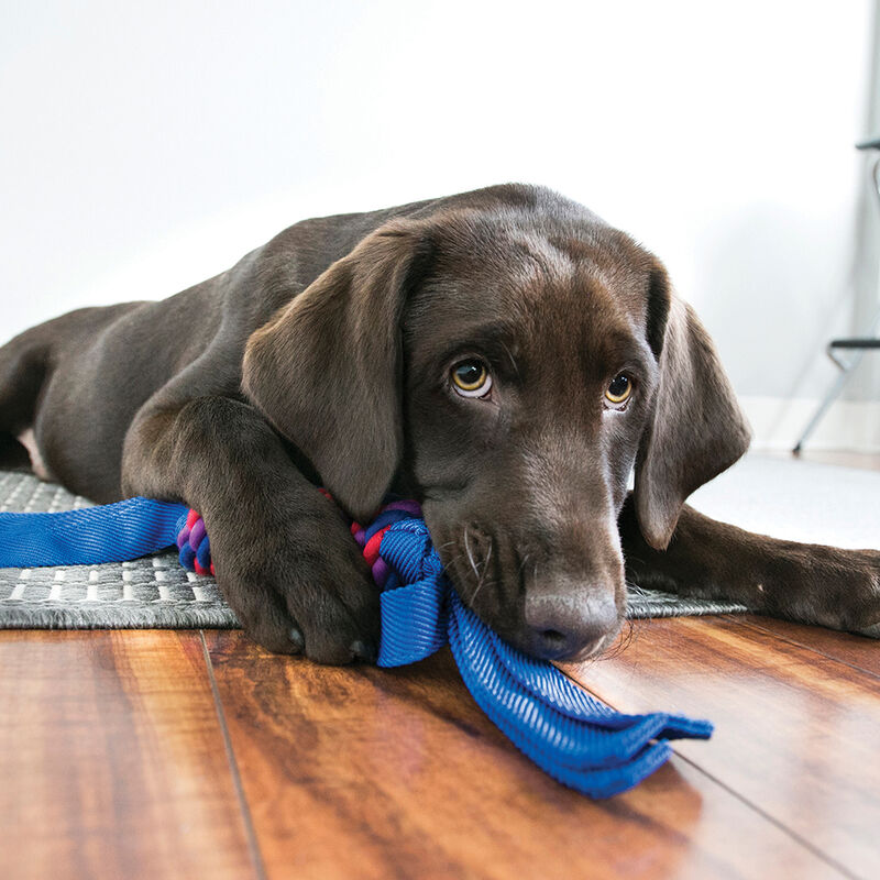 KONG, Tugga Wubba - Tug Dog Toy image number null