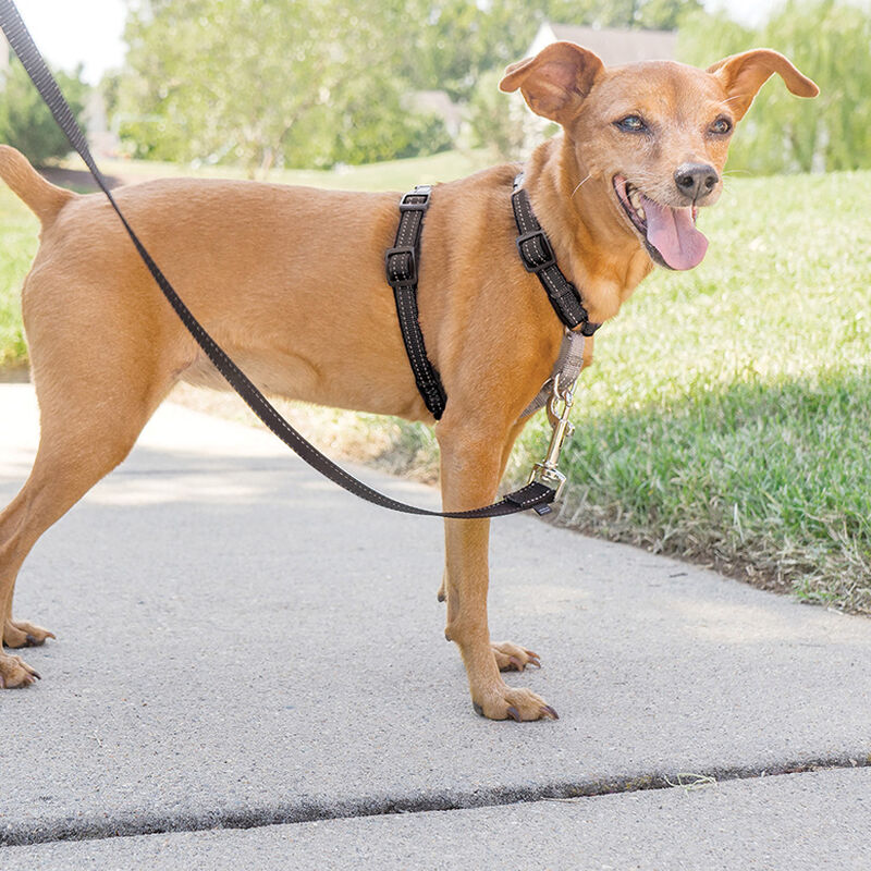 PetSafe, 3 In 1 Harness & Car Restraint- Black image number null