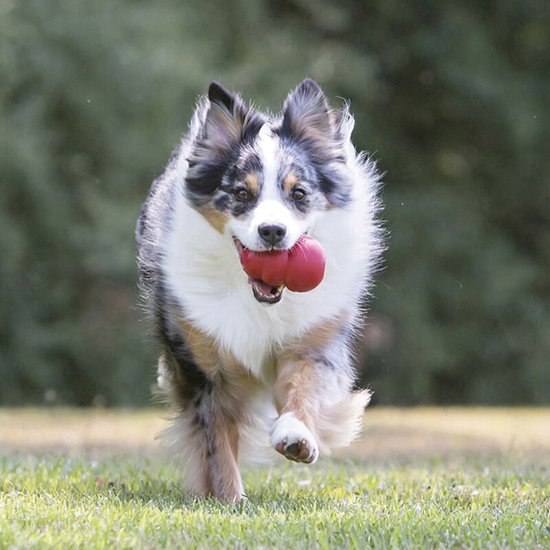 KONG, Classic - Red - Chew Dog Toy image number null