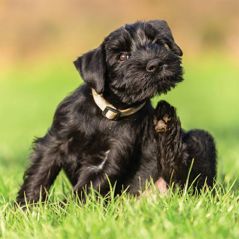 Pure and Natural Pet, Itch Relief Organic Shampoo - 16 oz image number null