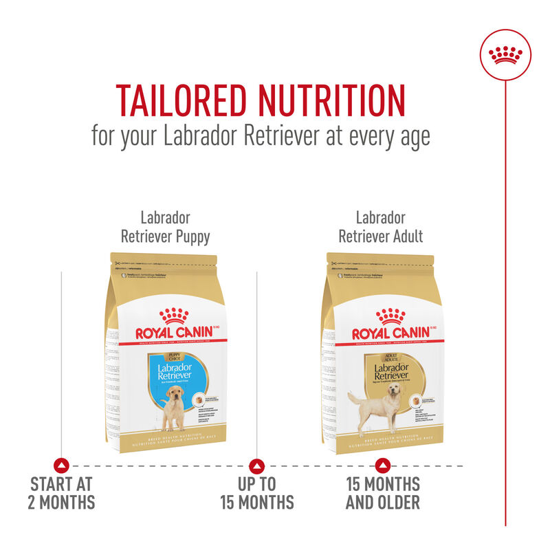 Royal Canin, Breed Health Nutrition Labrador Retriever Adult - Dry Dog Food image number null