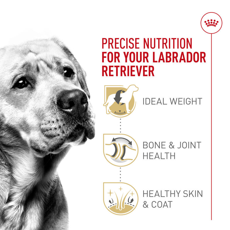 Royal Canin, Breed Health Nutrition Labrador Retriever Adult - Dry Dog Food image number null