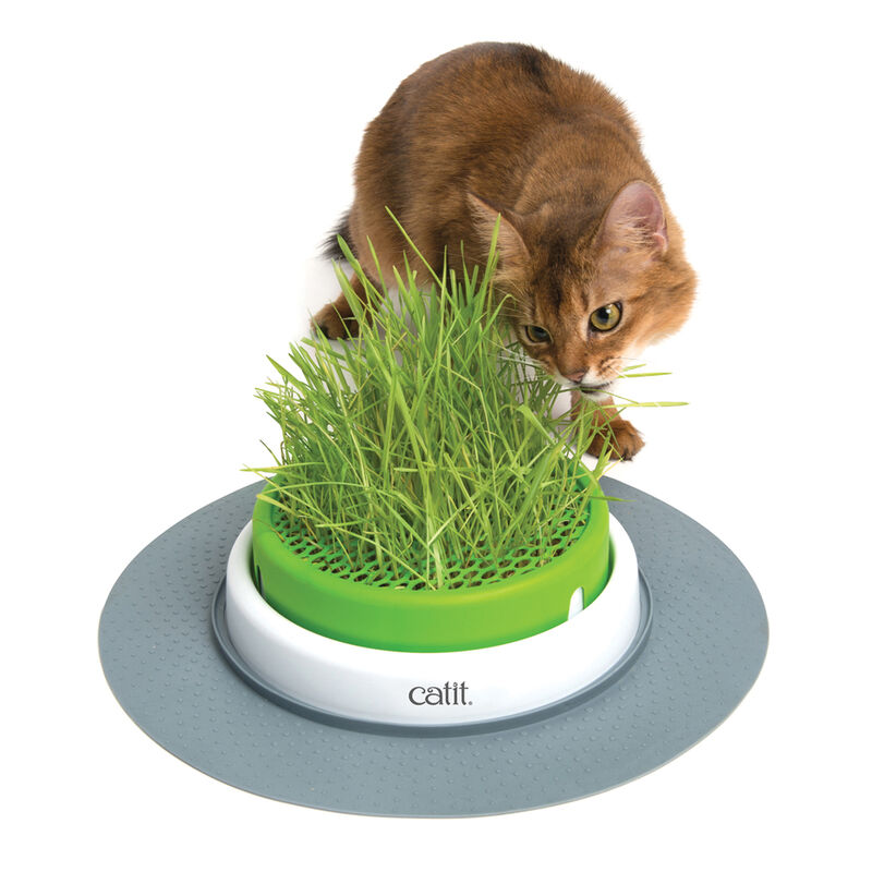 Catit 2.0 , Senses Grass Planter image number null