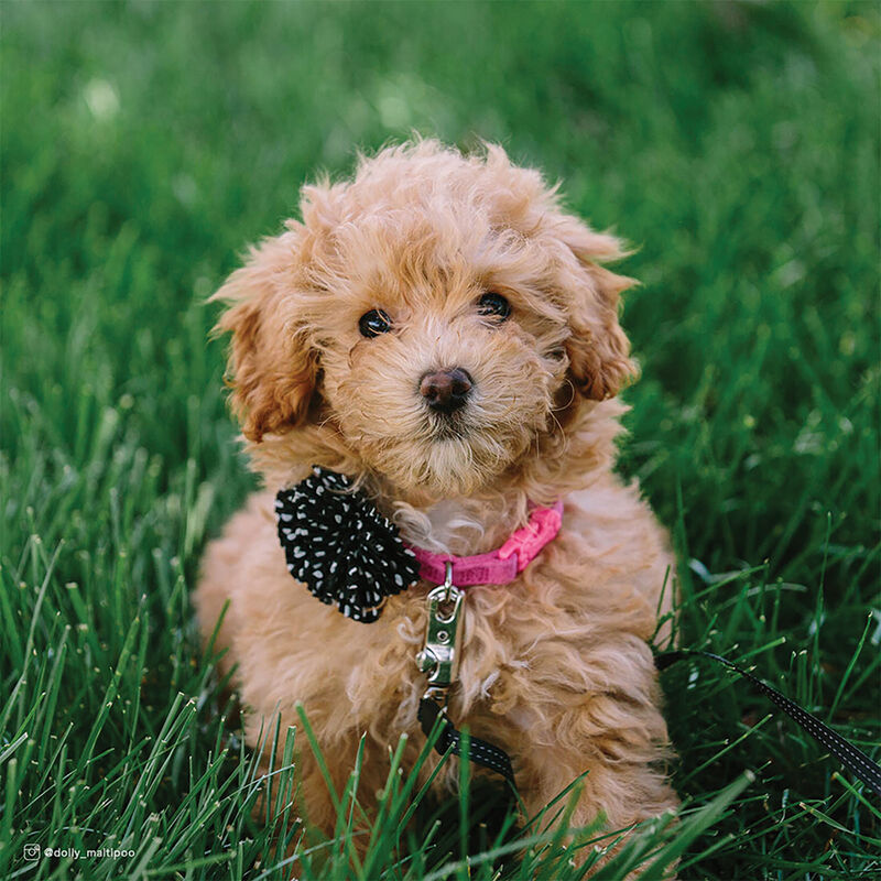 Microfiber Collar, Pink with Black Flower, Petite Small - 3/8" x 8"-12" image number null