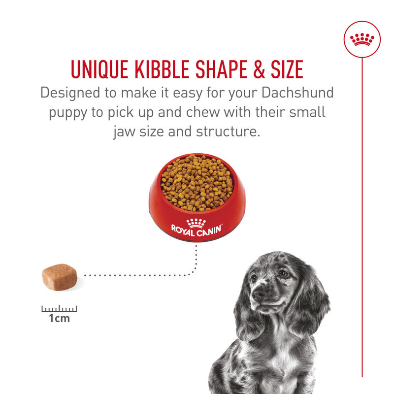 Royal Canin, Breed Health Nutrition Dachshund Puppy - Dry Dog Food image number null