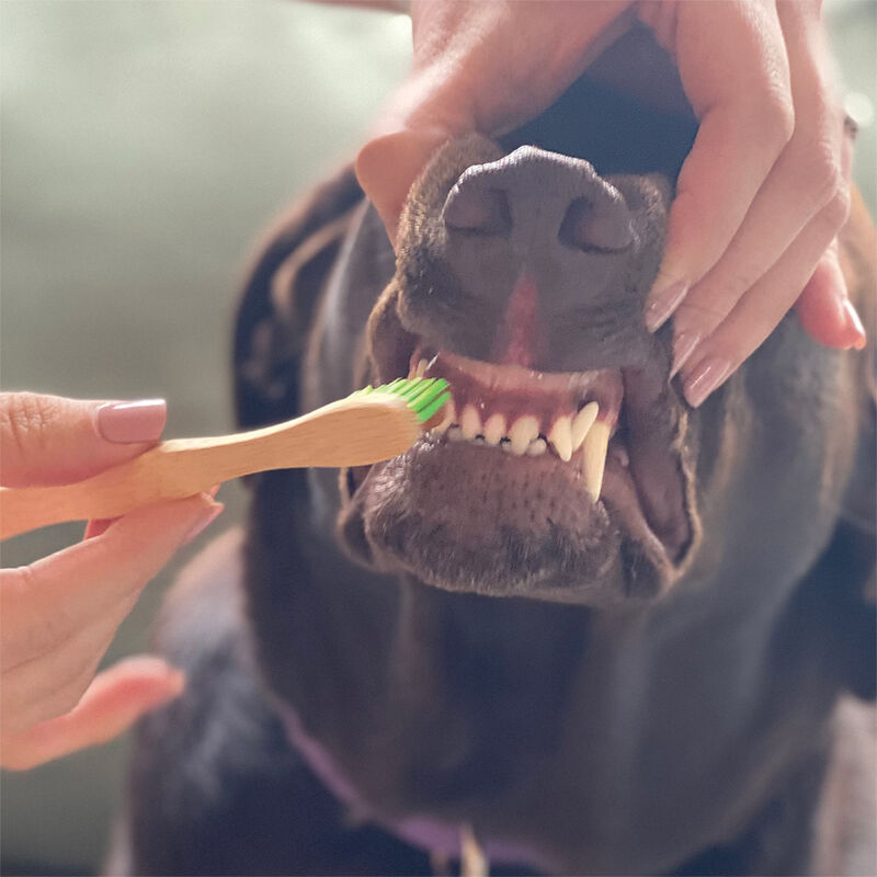 Pure and Natural Pet, Organic Dental Solutions Dental Kit - Small Brush image number null