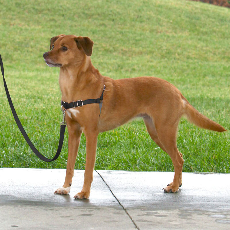 PetSafe, Harness - Black image number null