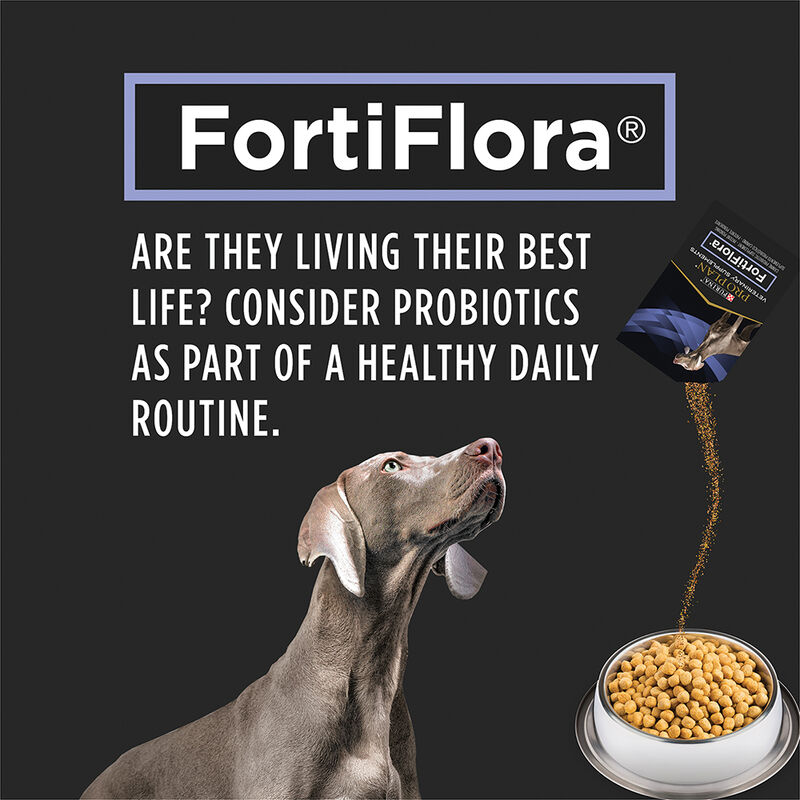 Pro Plan, Canine FortiFlora - Probiotic - 30 x 1 g - Dog Supplements image number null