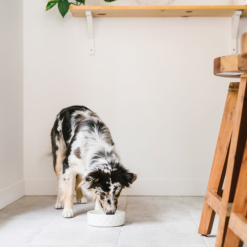 BeOneBreed, Embossed Ceramic Bowl -  Medium - Dog Bowl image number null
