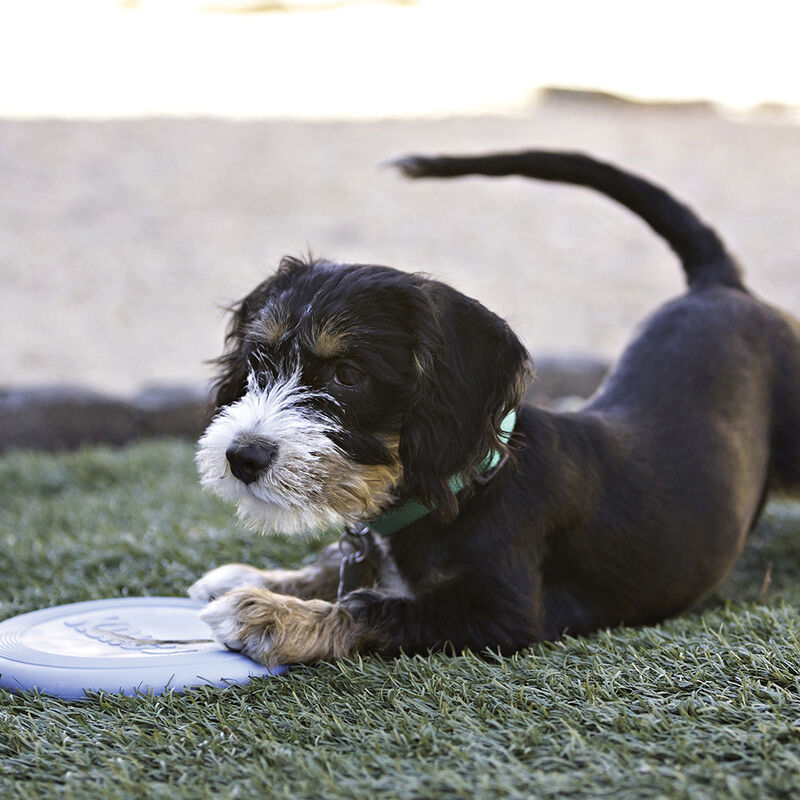 KONG PUPPY FLYER DISC image number null