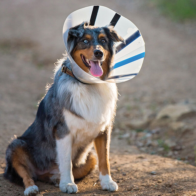 KONG, Elizabethan Collar - Dog First Aid image number null