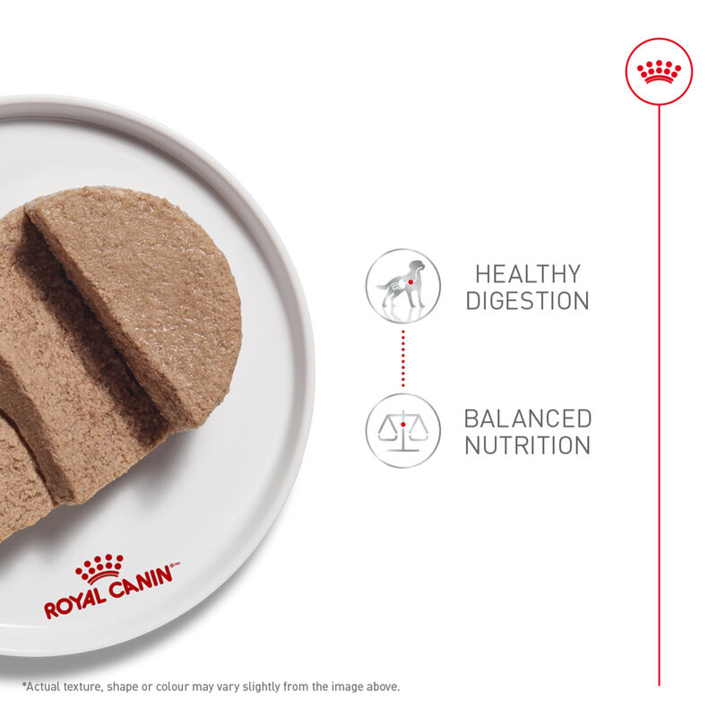 Royal Canin, Canine Care Nutrition Digestive Care Adult Loaf in Sauce - Wet Dog Food image number null