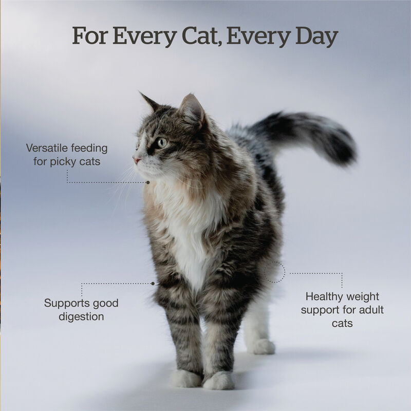 Good Gravy - Salmon Coated in Bone Broth - Dry Cat Food image number null