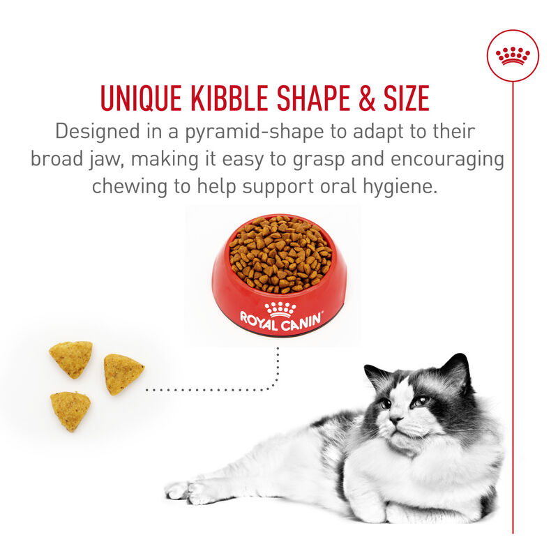 Royal Canin, Feline Breed Nutrition Ragdoll - Dry Cat Food image number null